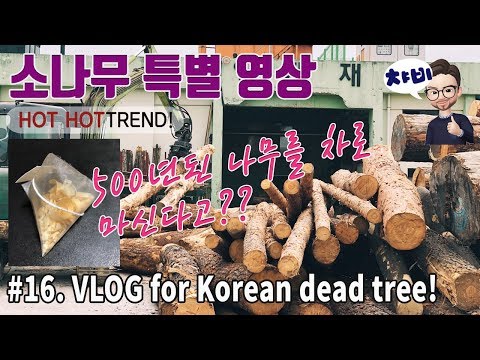 강릉 소나무 특별 영상: Special video for Korean pine tree tea!