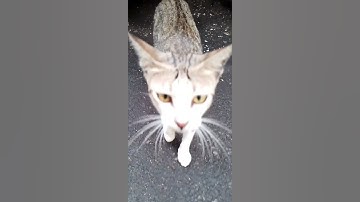 suara kucing-kucing lucu meong meong #shorts #kucing #kucinglucu #suarakucing