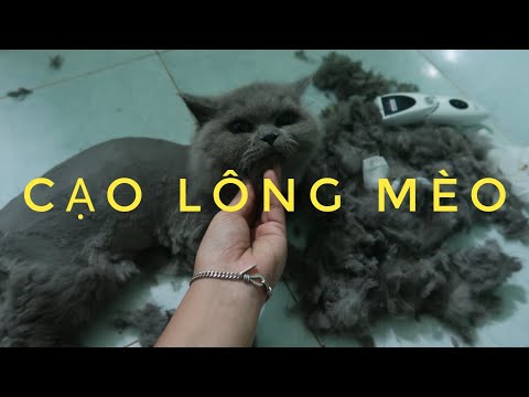 Video: Cách Tẩy Lông Mèo