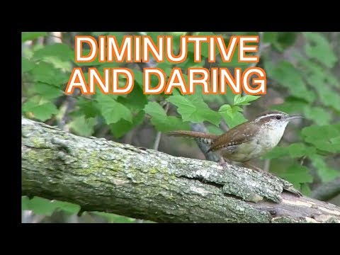 House Wrens and