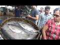 Indian Ilish Fish Lover | 2 Kg Size Big Hilsa Fish Digha Mohana | Best Tasty Fish India