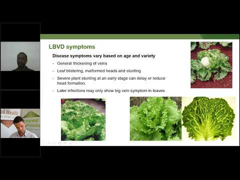 Video: Learn About Big Vein Lettuce Virus: Recognizing Salat With Big Vein Virus