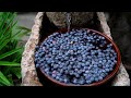 Harvesting Blueberries! They are so Blue as Ink!