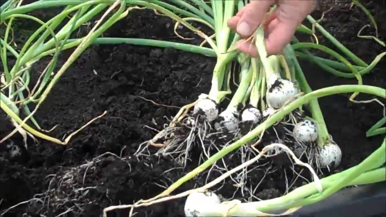 Saladgrow Harvesting Spring Onions YouTube