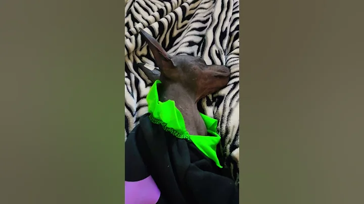 Video 10966851: sphynx cat dog, sphynx cat love, funny sphynx cat