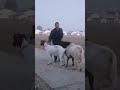 I am really jealous of sheep breeds abroad 22