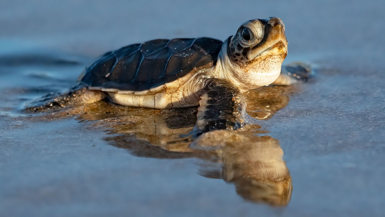 Wildlife Photography: Sea Turtle Edition 🐢