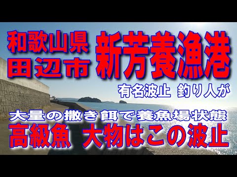 #119和歌山県新芳養漁港沖波止一度来る価値有り最良の波止高級魚大物はこの波止釣れます大量の撒き餌で養魚場状態整備された海と梅林が見える素敵な海道雄大な海と豊かな自然安全に整備された波止きれいな漁港