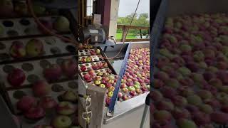 Apple sorter at Hackett's Orchard