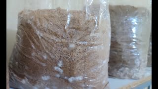 Kako spremiti substrat od peleta za uzgoj gljiva - Treča epizoda