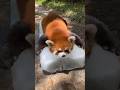 Red Panda दुनिया का सबसे क्यूट जानवर #factshorts#facts#factszet#realtechzfacts#horse#amanzingfacts