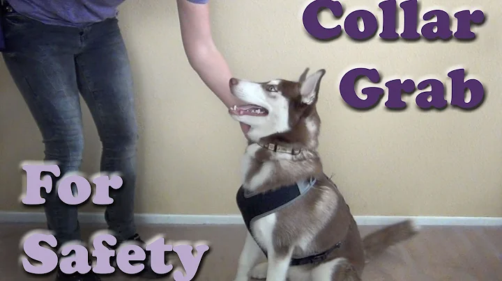COLLAR GRAB - Teach your dog this important safety...