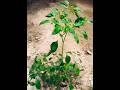 #gardening #nature lover #relaxation #calming # yt shorts# viral #english #verses