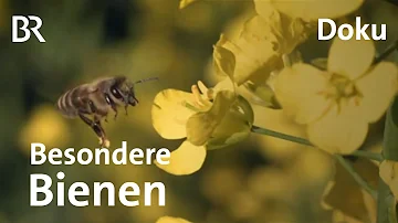 Was sprühen Imker auf die Bienen?