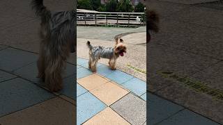 My Puppy | Silky Terrier #animals #pets #ytshorts #trending