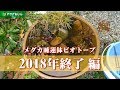 メダカ睡蓮鉢ビオトープ10