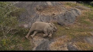 Emotional Reunion Mother Elephant Cuddles Lost Calf After 3 Day Separation