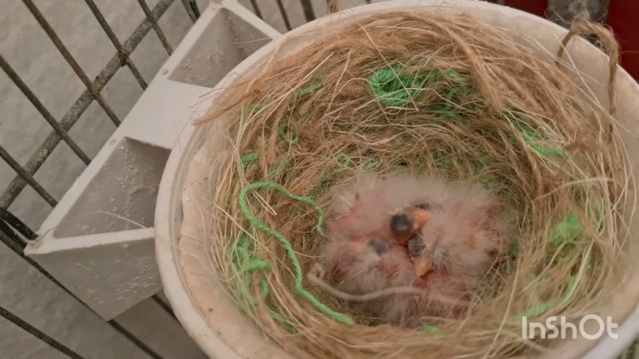 16/02/2026, P-3 TODOS NACIDOS 