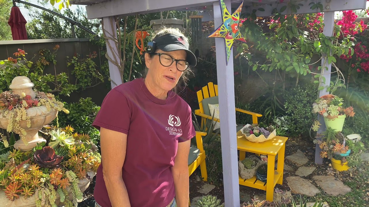 Прогулка в среду по моему саду с суккулентами в конце октября