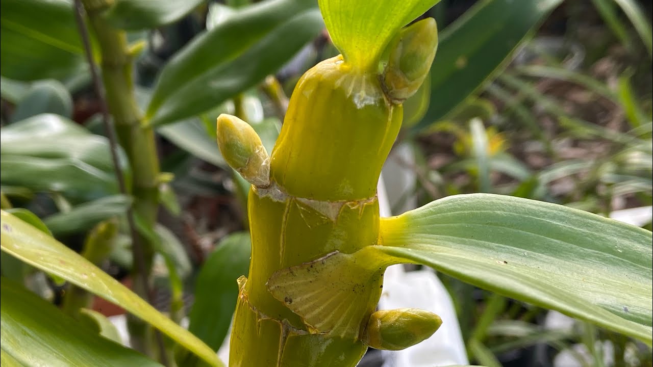 2530 春石斛花芽的養護 how to care flower shoots for nobile type dendrobium orchids