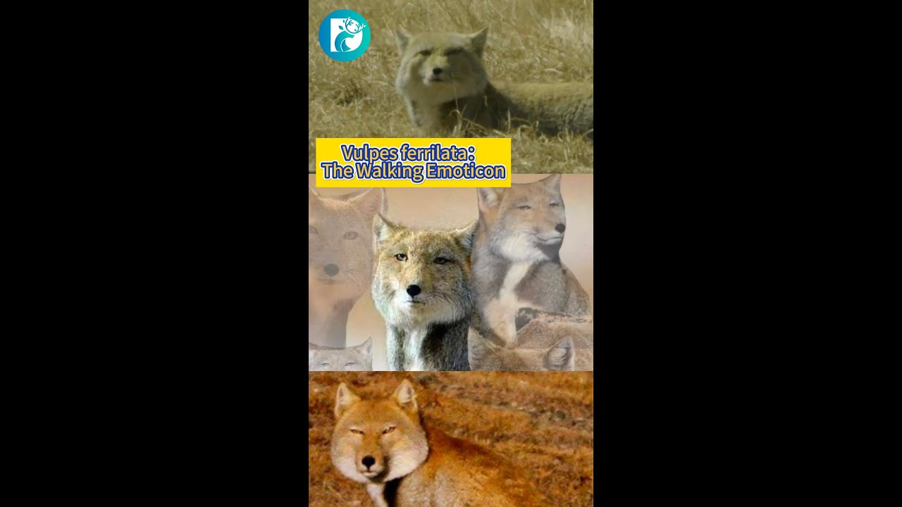 Vulpes ferrilata:The Walking Emoticon