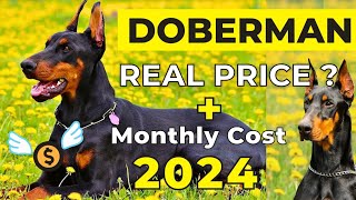 Doberman Price  In India 2024 |  Doberman Price and Monthly Expenses by Vaibhav Dog's World 18,617 views 6 months ago 4 minutes, 7 seconds