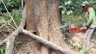 The HIGHEST trembesi tree felling on the banks of the river.