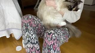 This is how I clean my cat’s ears by Fjärilflickans 980 views 4 years ago 2 minutes, 2 seconds
