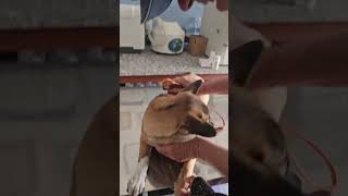 Bé Đi Tiếp Tục Đi Tiêm Ngừa Bệnh Dại Có Đau Nhưng Không Khóc