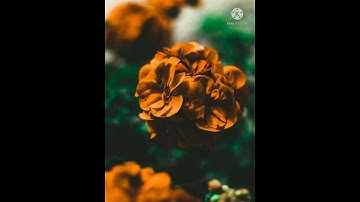 🍃تلاوة عطرة للقارئ (عبدالبديع غيلان) حفظه الله #quran