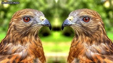 Hawk Sound Effect Red shouldered hawk Call  Sound  Scream  Screech  Noise Hawk Call