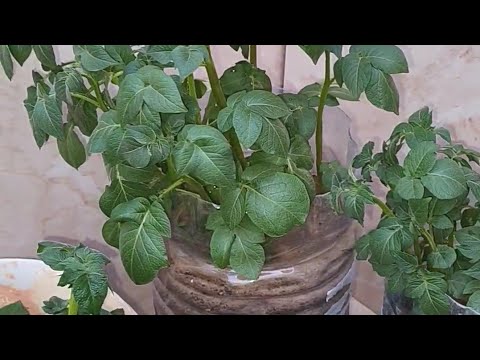 الزراعة من المنزل                