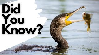 Things you need to know about CORMORANTS!