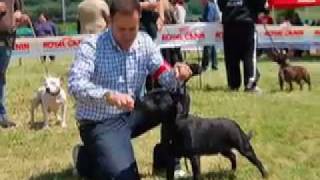 3 Bull Day1 Trofeo Staffylandia