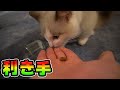 オス猫の９割は右利きらしい　ラグドール子猫
