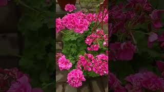 Цветущая Пеларгония В Кашпо #Flowering #Цветы #Дача #Сад #Пеларгония #Кашпо #Garden #Flower