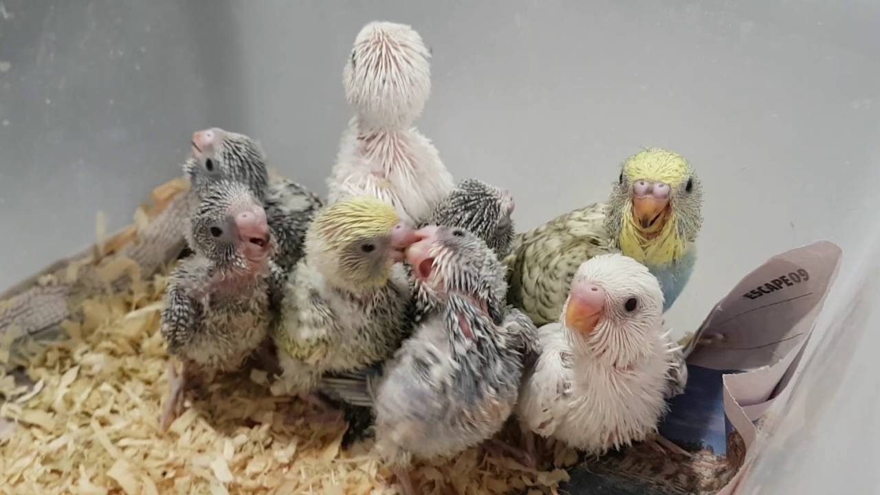 Hungry baby budgies :) - YouTube