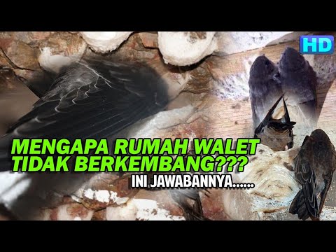 Video: Apa tiga faktor yang dapat mempengaruhi ukuran populasi?