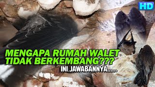 3 Faktor Yang Membuat Gedung Walet Lambat Berkembang