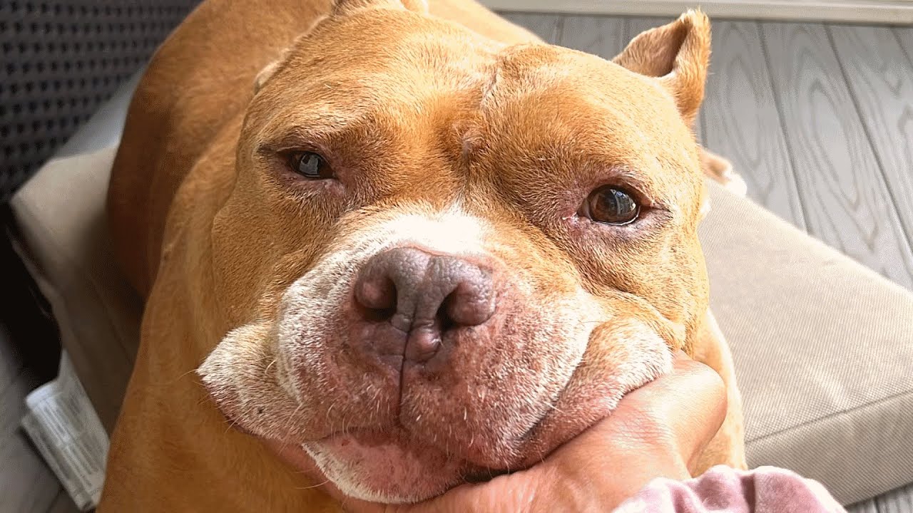 ⁣Shelter dog finally found happiness after rough life