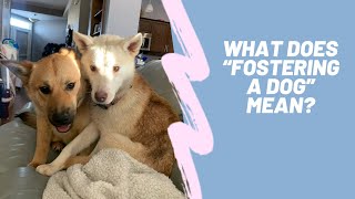 What does it mean to “foster a dog?” by Live Breathe Dogs 256 views 4 years ago 6 minutes, 3 seconds