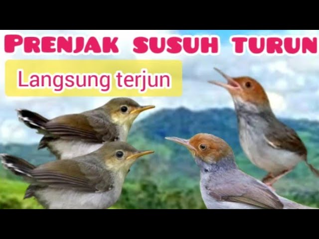 Suara Pikat Burung Prenjak Kepala Merah  Yang  Susah  Dipikat Dan Susah Turun class=