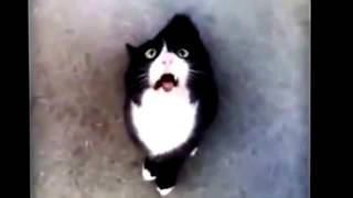 FUNNY CATS VIDEOS COMPILATION - BEST CAT #6