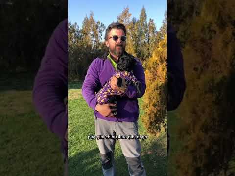 Köpekler Üşür Mü? #shorts #kopekegitimi #dog #köpek #yavruköpek #shortvideo  #tuvaleteğitimi