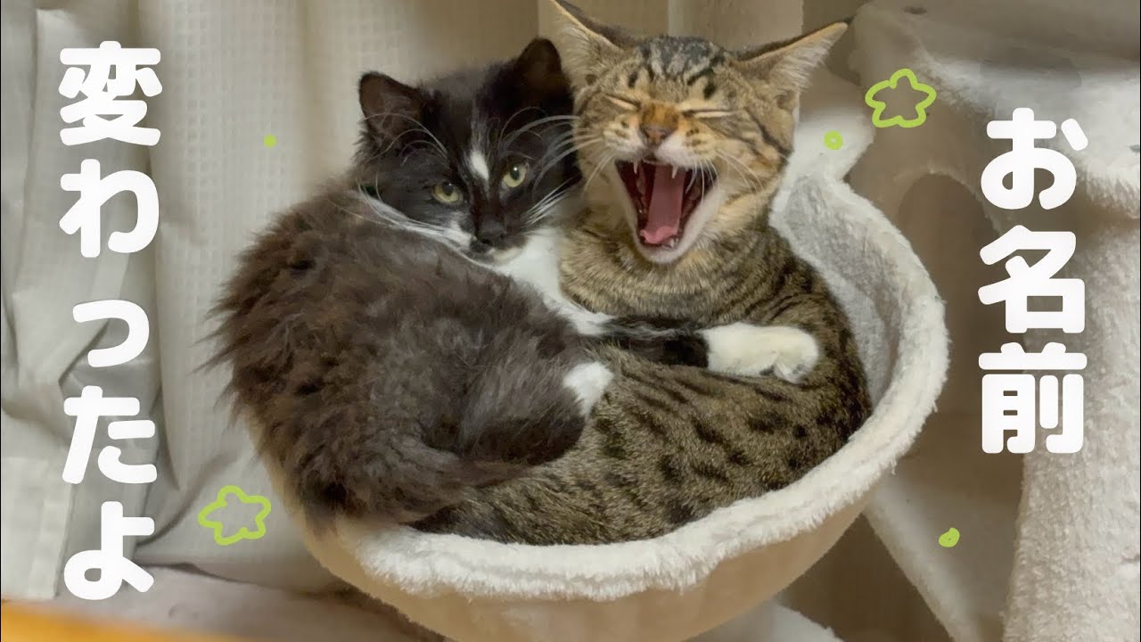 【お名前発表】 幸せになった保護猫ちゃんに新しいお名前がついたみたいです🌼