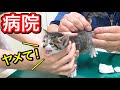 病院で便検査をする生後２９日の子猫が必死に耐えます。【保護猫】