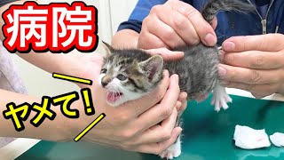 病院で便検査をする生後日の子猫が必死に耐えます。【保護猫】