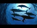 Beautiful relaxing music underwater tropical fish coral reefs sea turtles by sharemusic