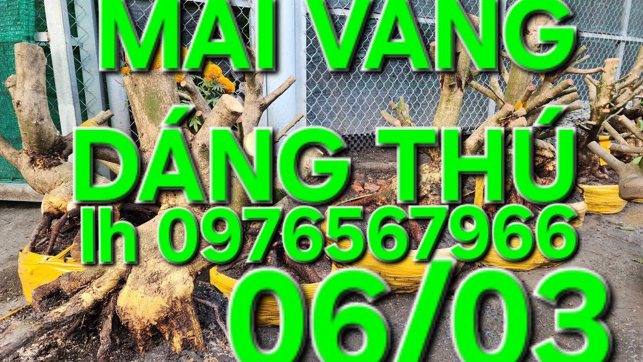 06/03 MINH NHÍ 0976567966 GL MAI VÀNG GIẢO HẠT THỦ ĐỨC ❤️❤️❤️