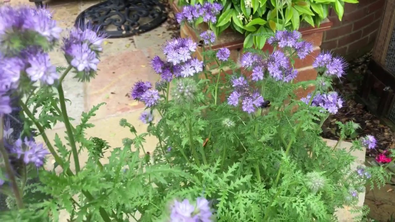 hedgehog meaning in hindi Banded White Tail Bumble Bees on our Mini Wildflower Meadow - Buzz Buzz!